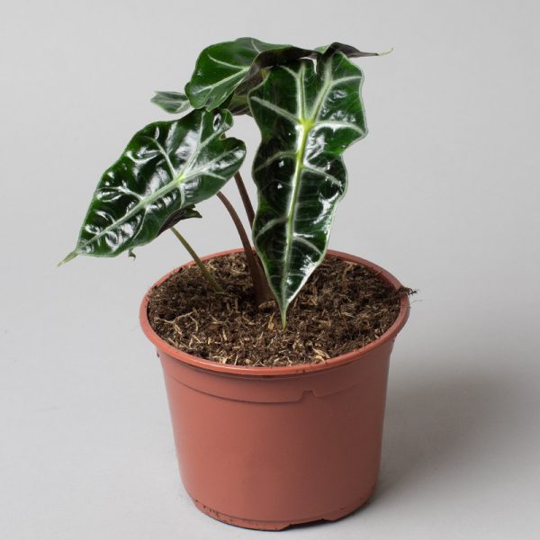 Alocasia Dwarf Amazonica Cm Pot Opperman Plants Ltd