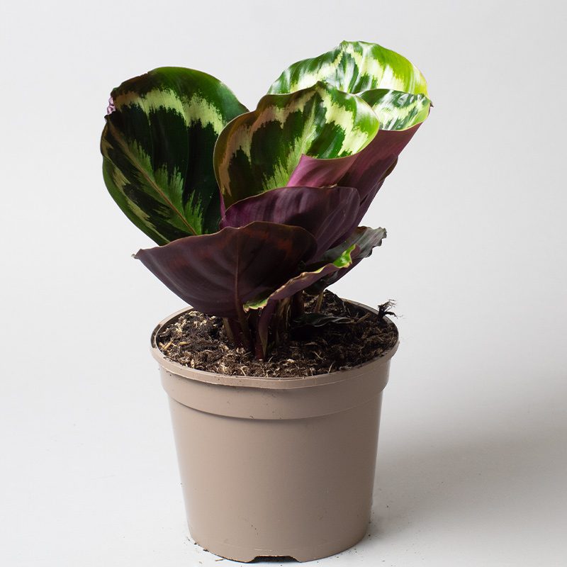 Calathea Medallion Cm Opperman Plants Ltd