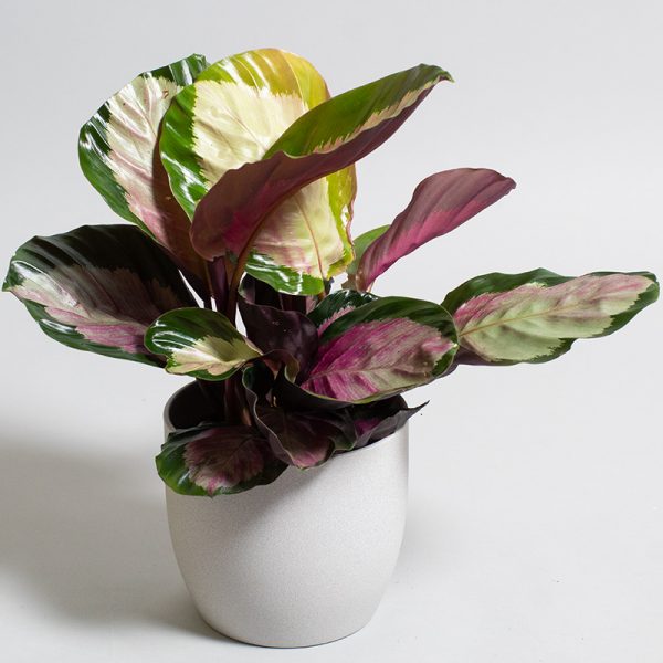 Calathea Roseopicta Dotty 15cm Pot Opperman Plants Ltd