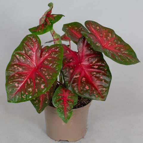 Caladium Fast Flash 15cm Pot Opperman Plants Ltd