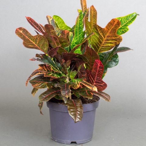 Croton Excellent 5L Pot Opperman Plants Ltd