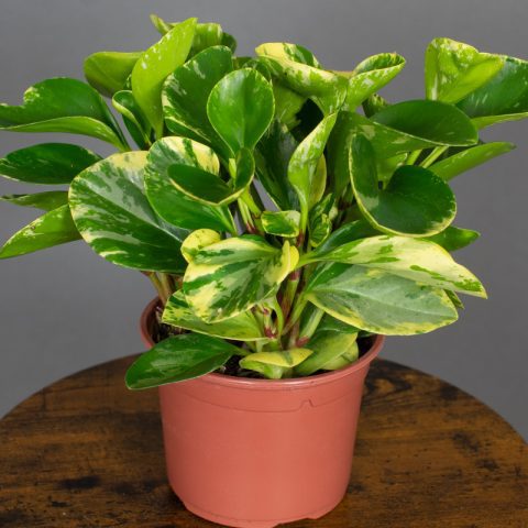 Peperomia Obtusifolia Marble 15cm Pot Opperman Plants Ltd