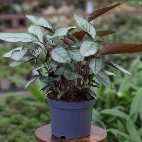 Calathea Setosa 5L Pot Opperman Plants Ltd