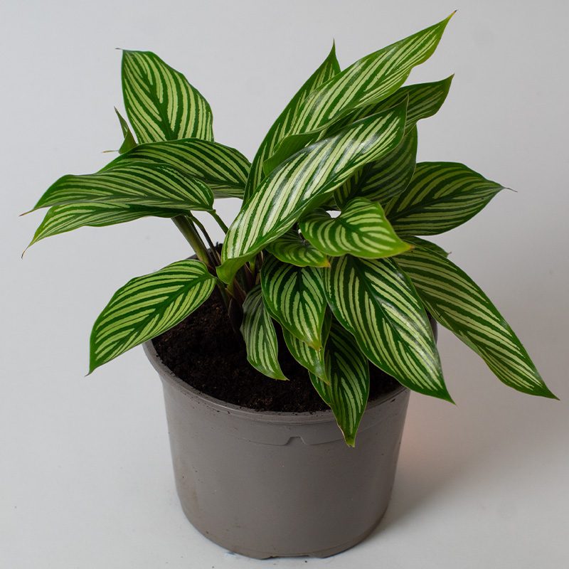 Calathea Elliptica Vittata Cm Pot Opperman Plants Ltd