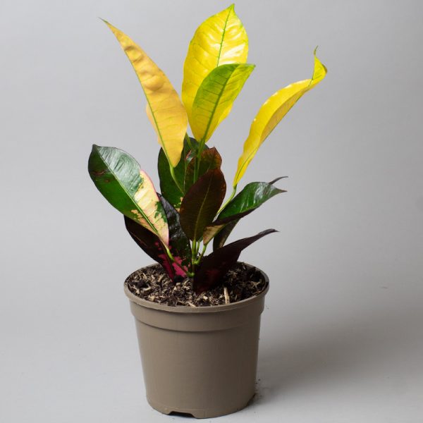 Croton Icetone 15cm pot