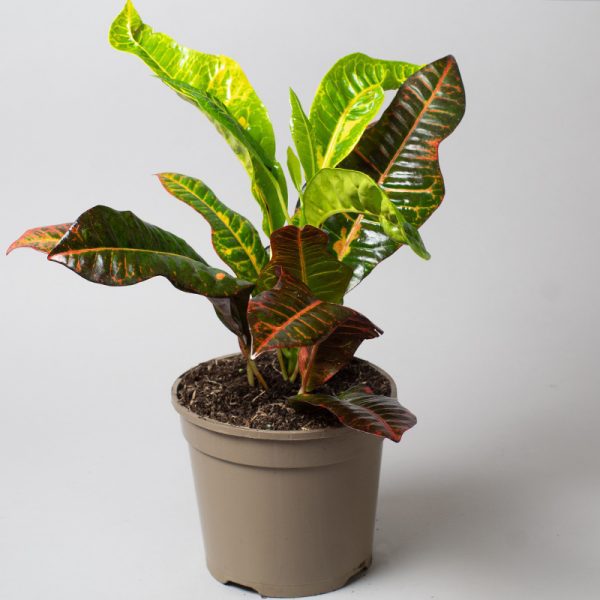 Croton Excellent 15cm pot - Opperman Plants Ltd