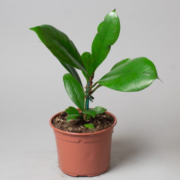 Ficus Benghalensis 15cm pot