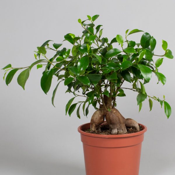 Ficus Ginseng 15cm pot