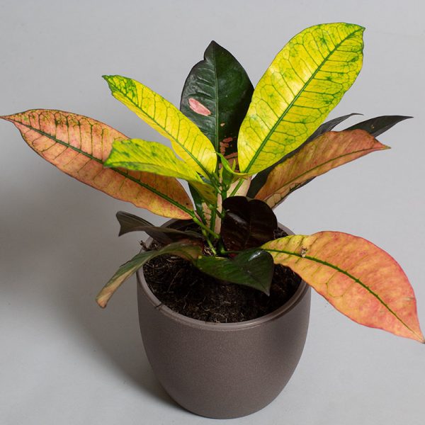 Croton Icetone 9cm pot