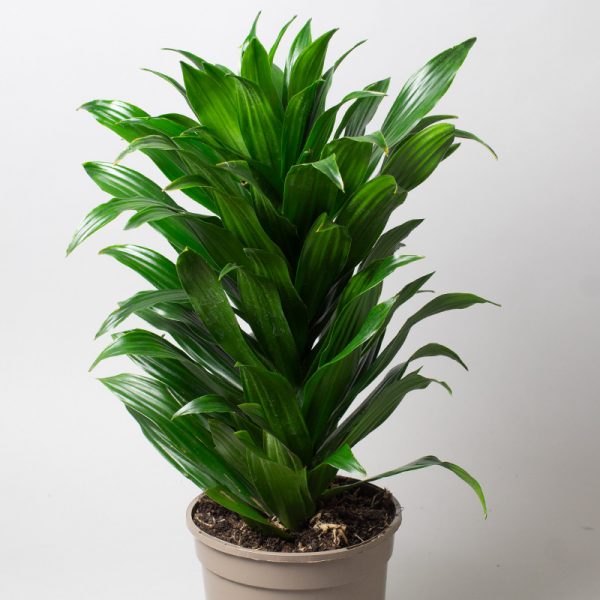 Dracaena Janet Craig Compacta 15cm