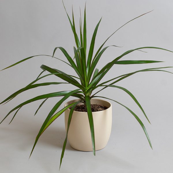 Dracaena Marginata 9cm pot