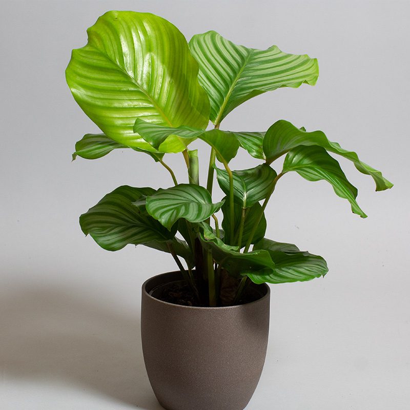 Calathea Orbifolia 15cm pot | Opperman Plants Ltd