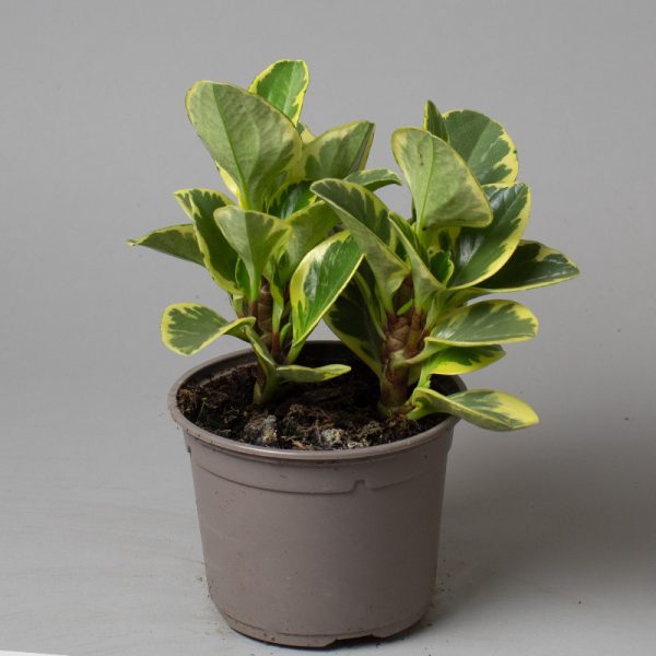 Peperomia obtusifolia variegated 9cm pot