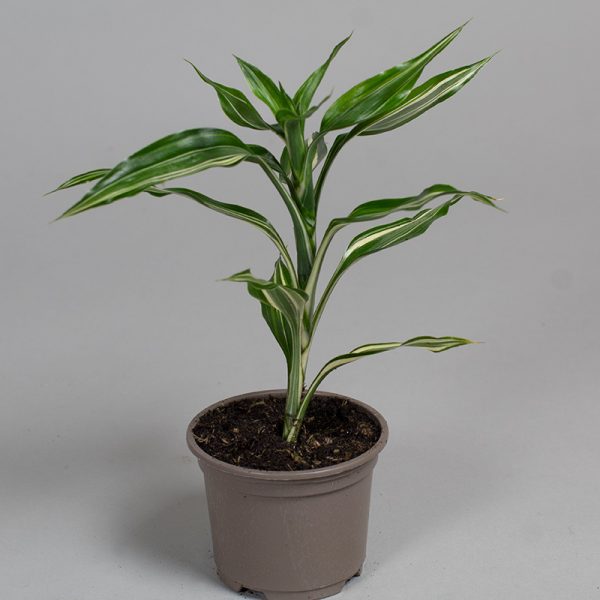 Dracaena Sanderiana Victory 9cm pot