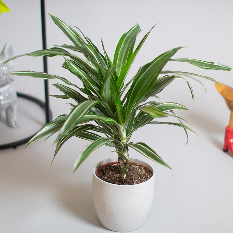 Dracaena Warnecki 15cm Cane 13cm pot - Opperman Plants Ltd