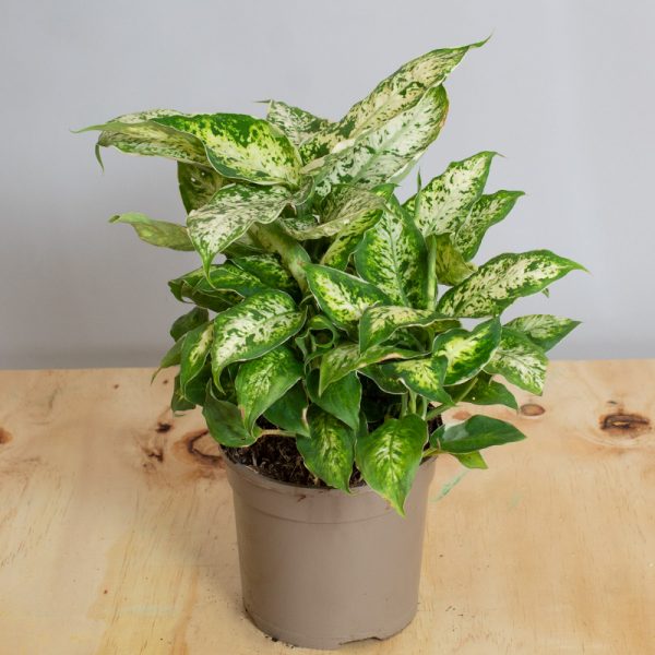 Dieffenbachia White Edge 15cm pot