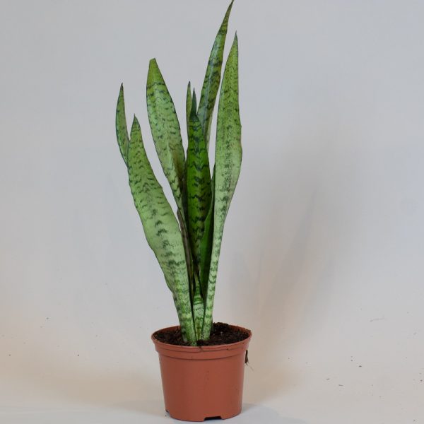 Sansevieria Zeylanica 15cm pot