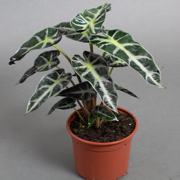 Alocasia Bambino 13cm pot