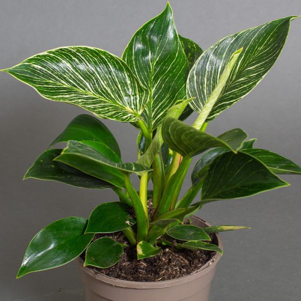 Philodendron Birkin 15cm pot