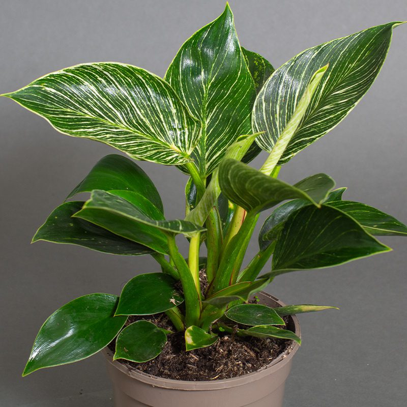 Philodendron Birkin 15cm pot - Opperman Plants Ltd