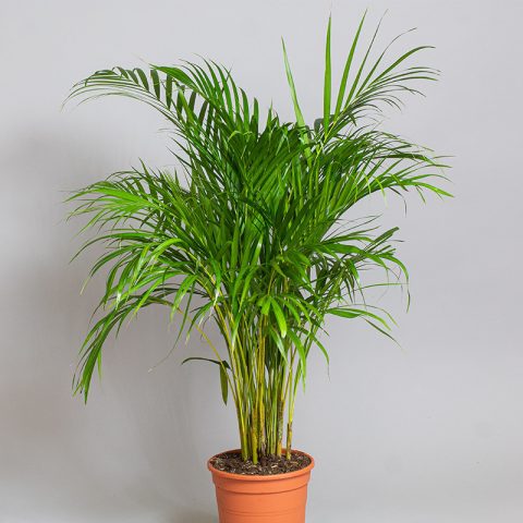 Areca Palm 4L pot - Opperman Plants Ltd