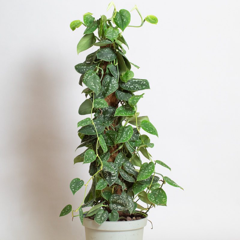 Scindapsus Pictus Argyraeus 65cm Moss Pole 4L pot - Opperman Plants Ltd