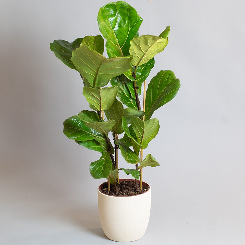 Ficus Lyrata 3 Stem 5L pot - Opperman Plants Ltd