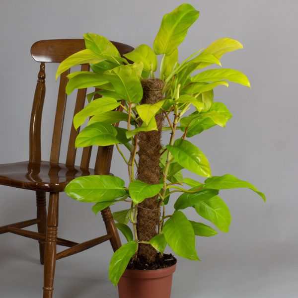 Philodendron Golden Malay 65cm Moss Pole 5L pot