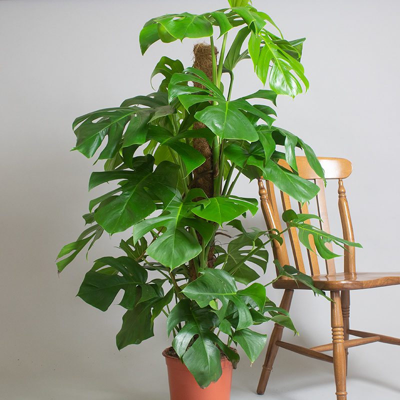 Monstera Deliciosa 1 metre moss pole 5L pot - Opperman Plants Ltd