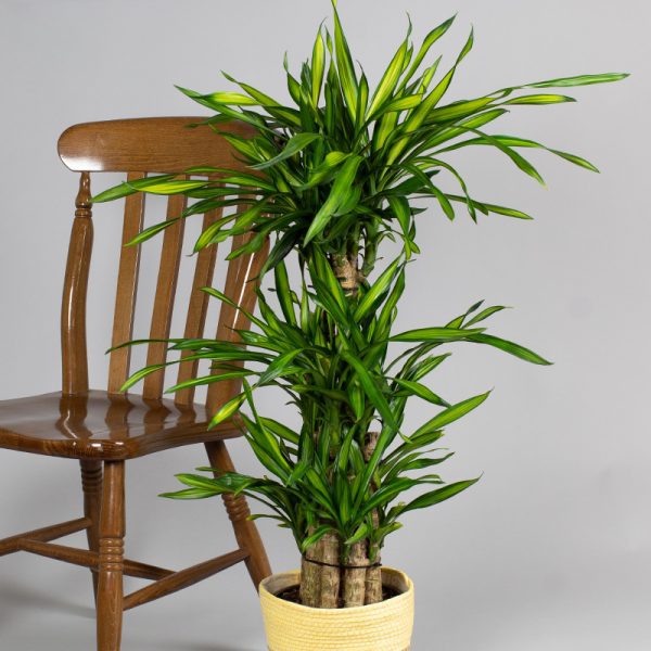 Dracaena Rikki 10 cane 5L pot