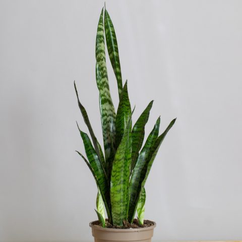 Sansevieria Robusta 3L pot - Opperman Plants Ltd