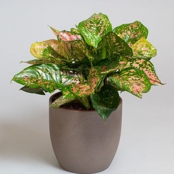 Aglaonema Valentine 3L pot