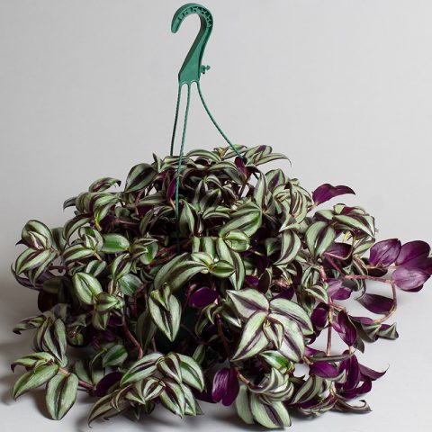 Tradescantia Zebrina Hanging Pot 20cm - Opperman Plants Ltd