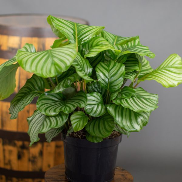 Calathea Orbifolia 5L pot