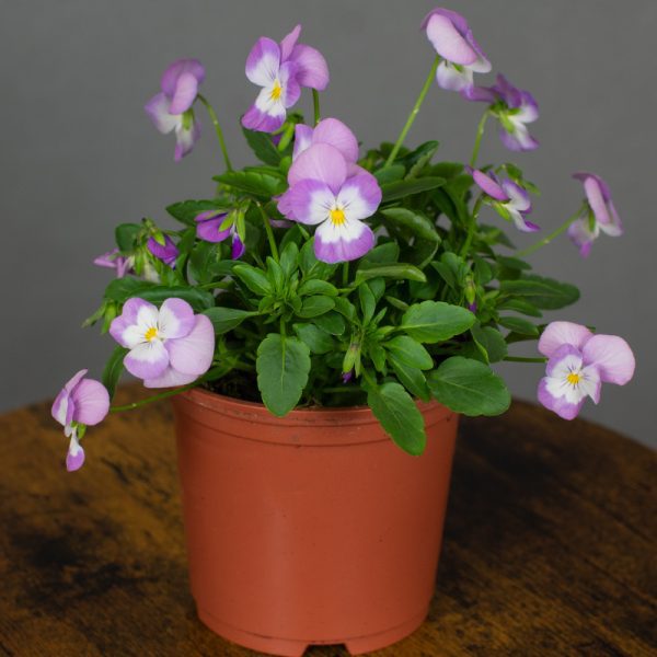 Viola Lavender Pink 10.5cm pot