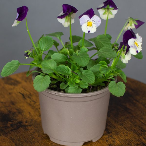 Viola White Purple 10.5cm pot