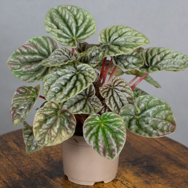 Peperomia Caperata 9cm pot