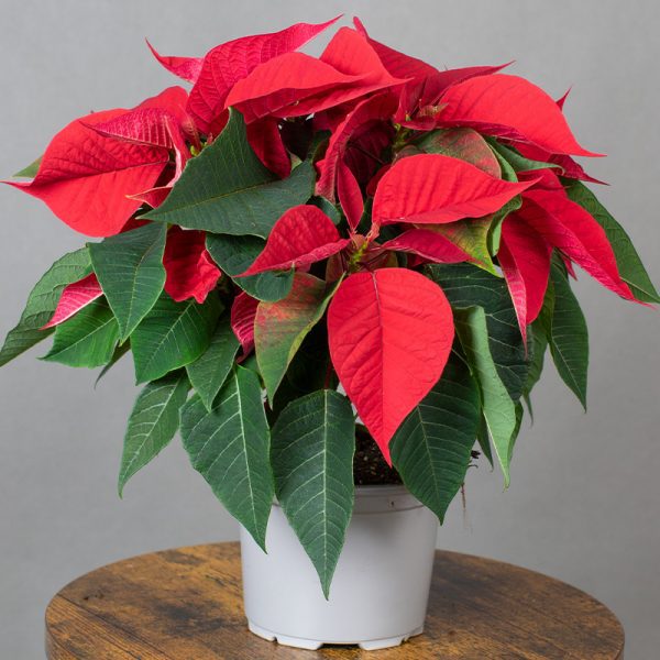 Poinsettia 13cm