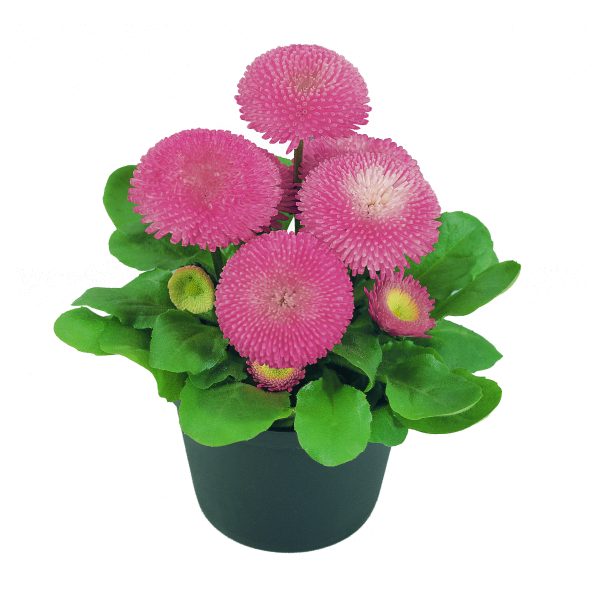 Bellis Pink 10.5cm pot