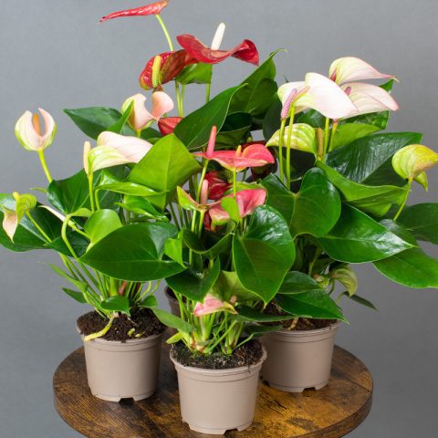 Anthurium Mix 9cm - Opperman Plants Ltd