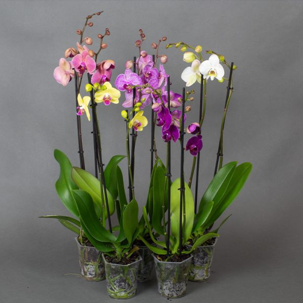 Phalaenopsis 12cm