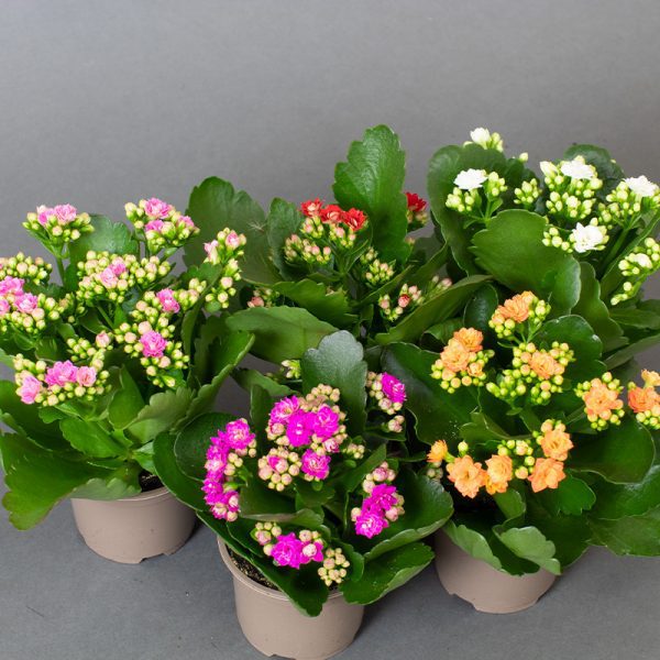 Kalanchoe 9cm Mixed