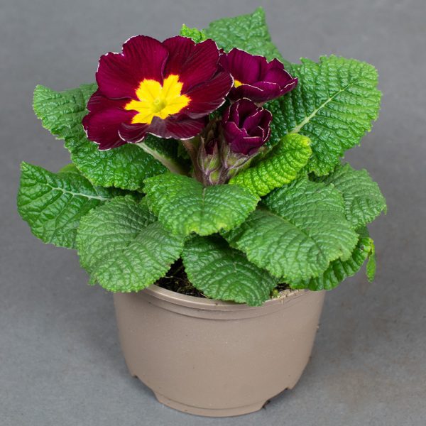 Primrose Acaulis Burgundy 10.5cm pot