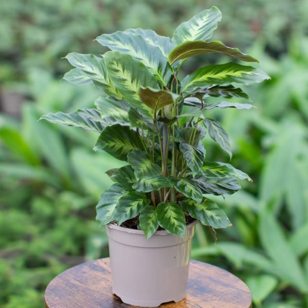 Calathea Misto 15cm pot