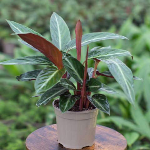 Calathea Stripestar 15cm pot - Opperman Plants Ltd