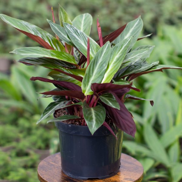 Calathea Stripestar 5L pot