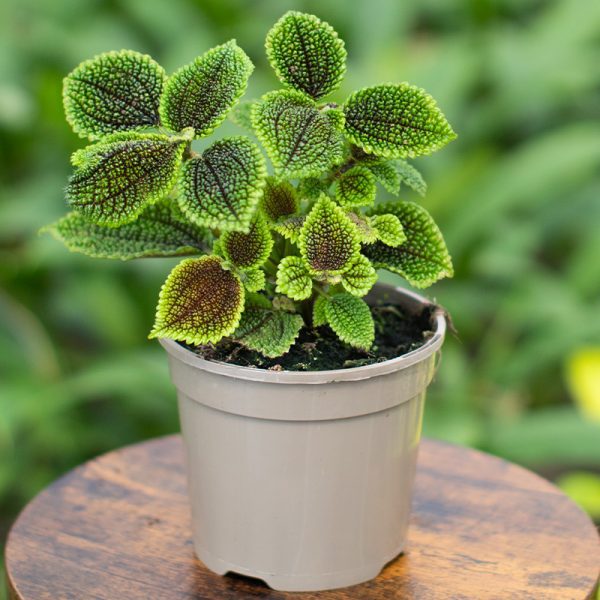 Pilea Moon Valley 15cm pot