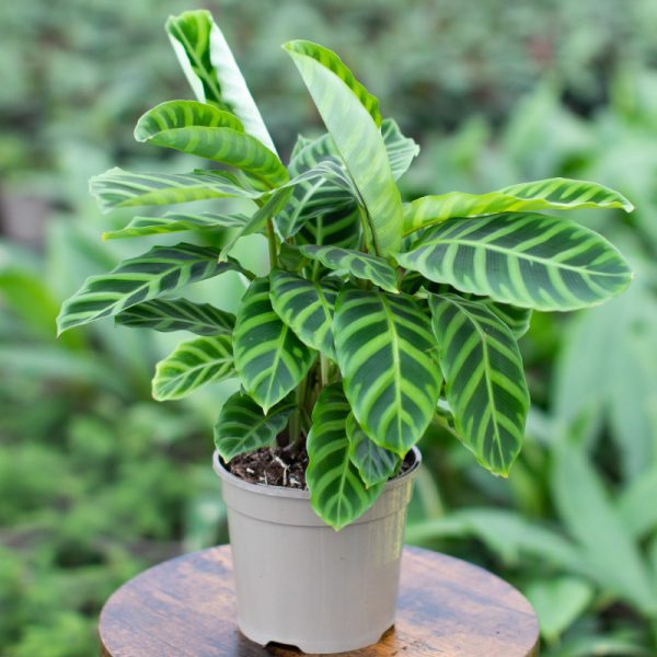 Calathea Zebrina 15cm pot