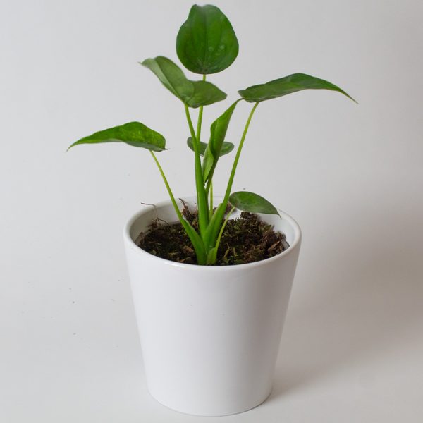 Alocasia Cucullata 13cm Pot