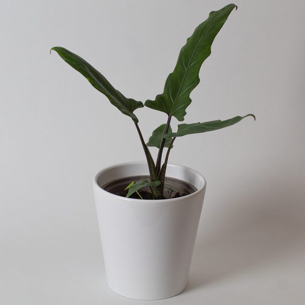 Alocasia Lauterbachiana 13cm Pot